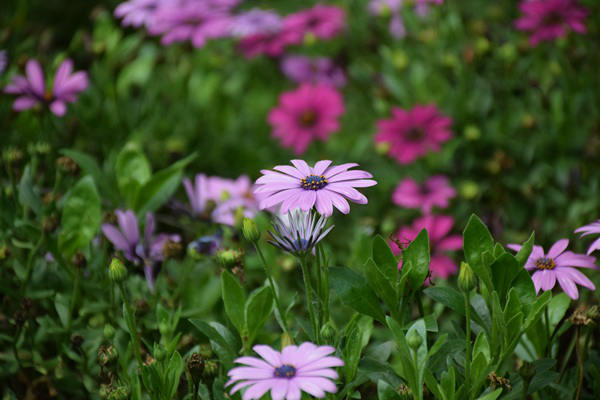 山东省委一号文件支持深化寄递物流体系建设